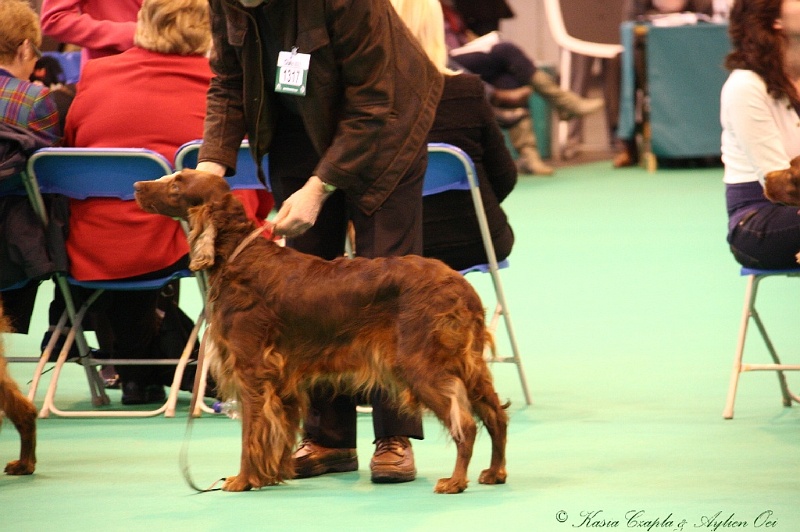 Crufts2011 470.jpg